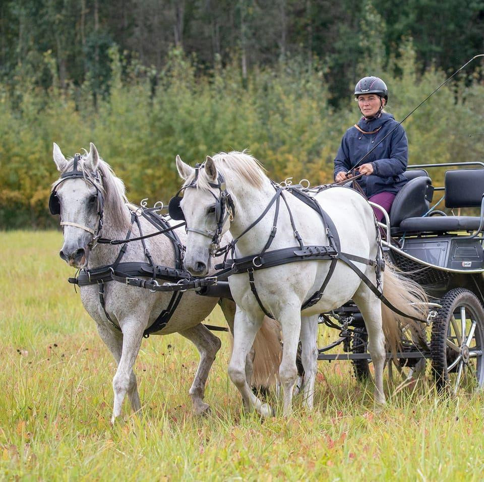 A person in a helmet drives a carriage pulled by two white horses across a grassy field, with a backdrop of trees.