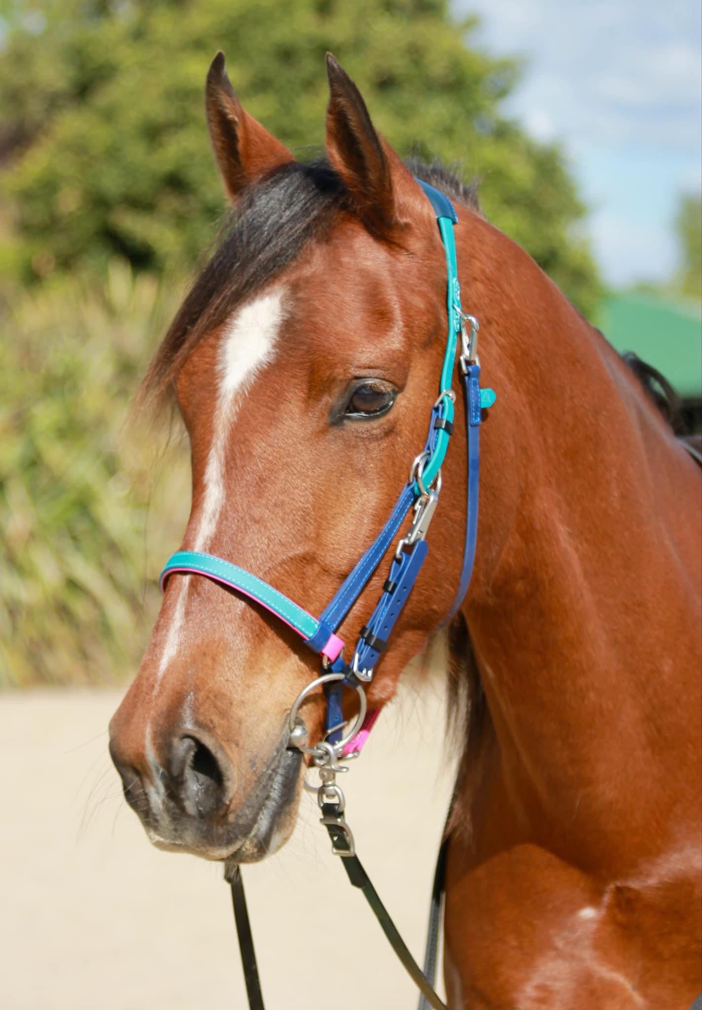 A brown horse with a white blaze on its face is wearing a turquoise and blue bridle. It stands outdoors against a backdrop of greenery and a clear sky.