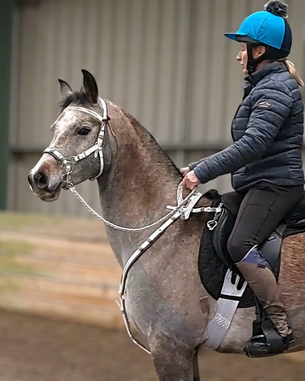 In an indoor arena, a person in a helmet and jacket rides a gray horse. The horse sports the "LS Hackamore Bridle with Jowl Strap – Premium Comfort and Control" by LS Equestrian, while the rider skillfully guides it.