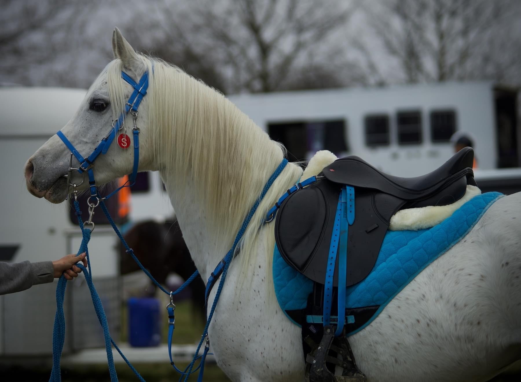 A white horse is adorned with a custom-designed blue LS Enduro bridle from LS Equestrian and paired with a quilted saddle blanket, standing outdoors. The horse is held by someone off-frame, while a trailer can be seen in the background.