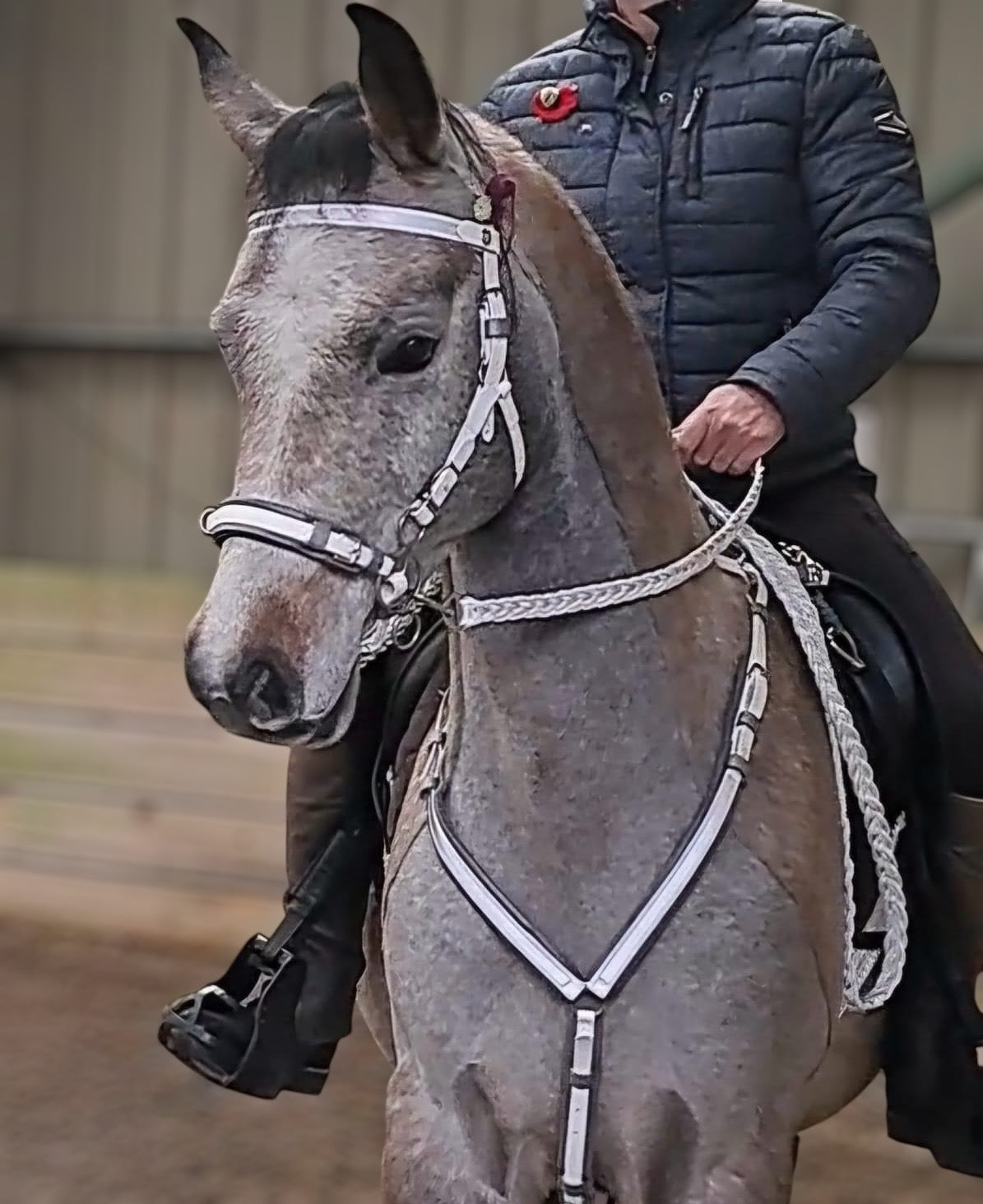 A person rides a gray horse indoors, featuring an LS Equestrian white BioThane® LS Hackamore Bridle with Jowl Strap – Premium Comfort and Control, while the rider wears a dark jacket.