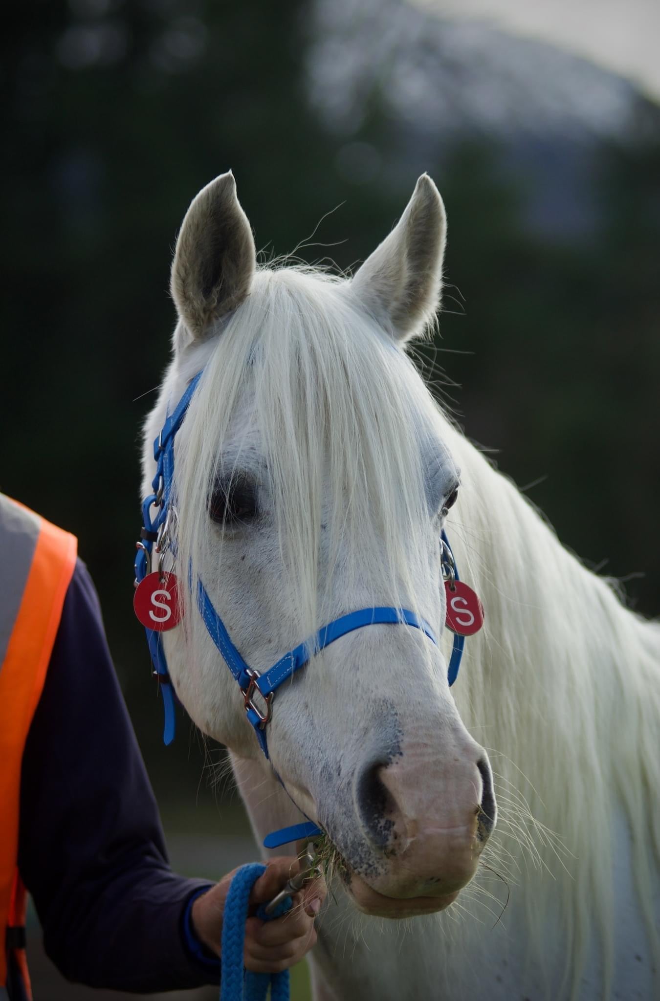 A white horse with a flowing mane dons an "LS Enduro - Design your own" bridle from LS Equestrian, complemented by a blue halter featuring red tags labeled with "S." The horse is accompanied by an individual wearing a high-visibility vest, partially visible against the backdrop of blurred greenery.