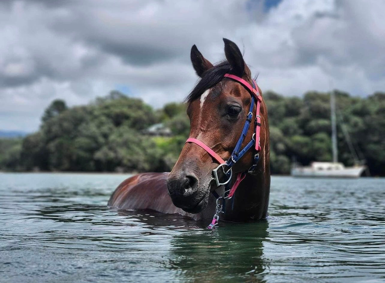 Biothane®️Endurance Bridle, 2 part bridle, deluxe, trekking bridle, bridle. Equestrian, horse tack, endurance tack, biothane tack, bitless bridle, trekking bridle, horse, equine, beta biothane, beta, Endurance bridle, endurance tack, endurance, endurance horse, 2 part bridle, 2 part endurance bridle, endurance bridle 2 part, halter bridle