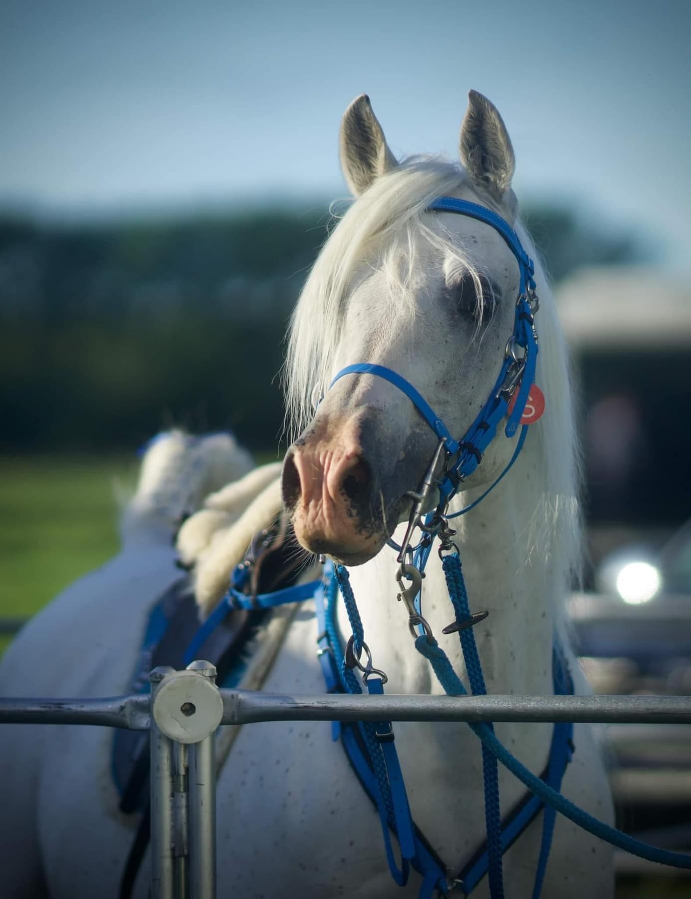 A white horse with a flowing mane is adorned with an LS Equestrian's LS Enduro bridle and a blue harness, standing gracefully in a paddock. Its ears are perked up, exuding alertness. The blurred natural backdrop of green trees accentuates its sleek, customized design against the beauty of nature.