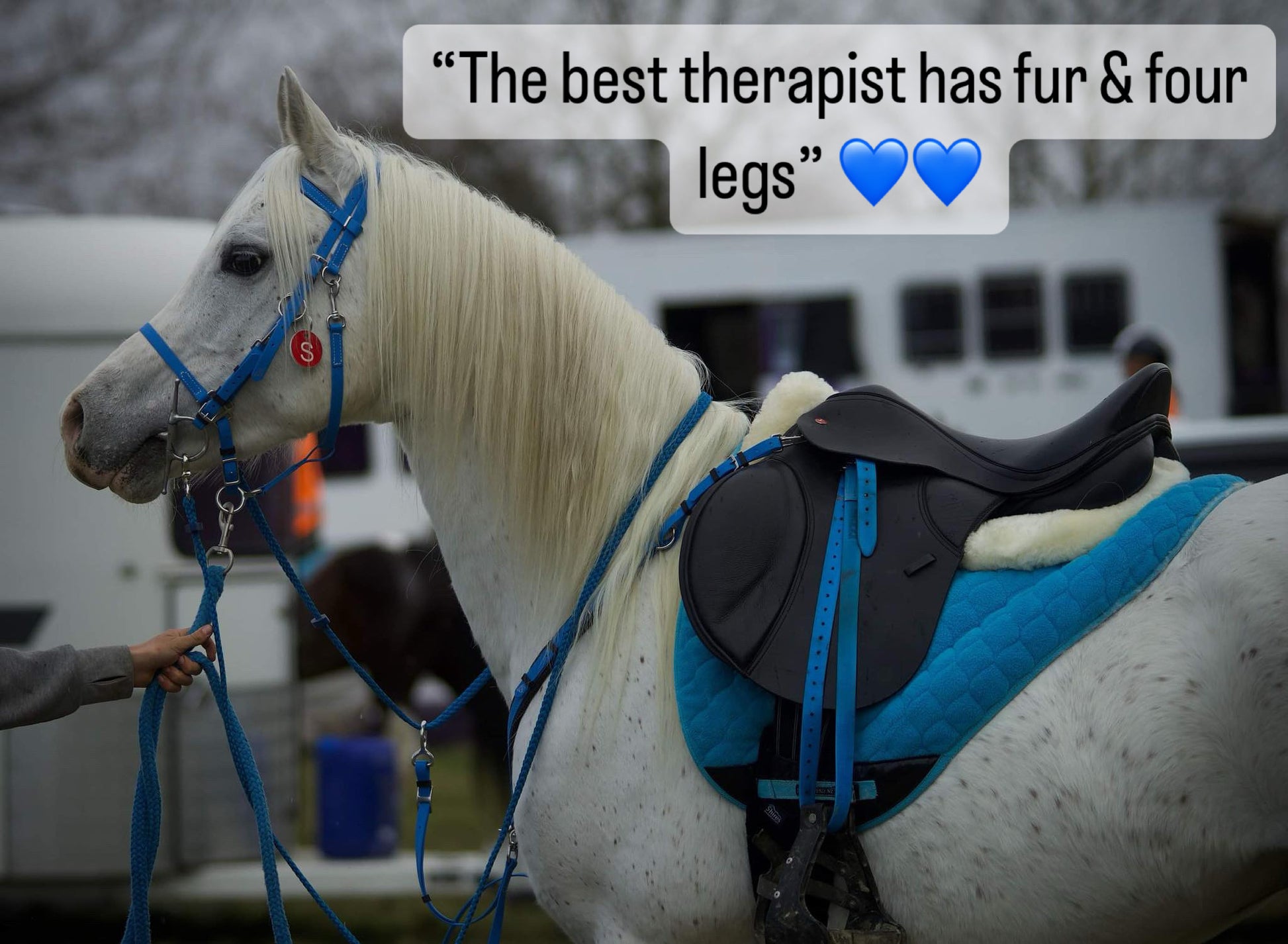 A white horse stands outdoors, adorned with a personalized blue bridle and saddle. A person gently holds its reins. Overhead, the text reads, "The best therapist has fur & four legs" accompanied by two blue heart emojis. Featuring stainless steel fittings, the LS Enduro bridle by LS Equestrian offers an exquisite blend of style and durability.