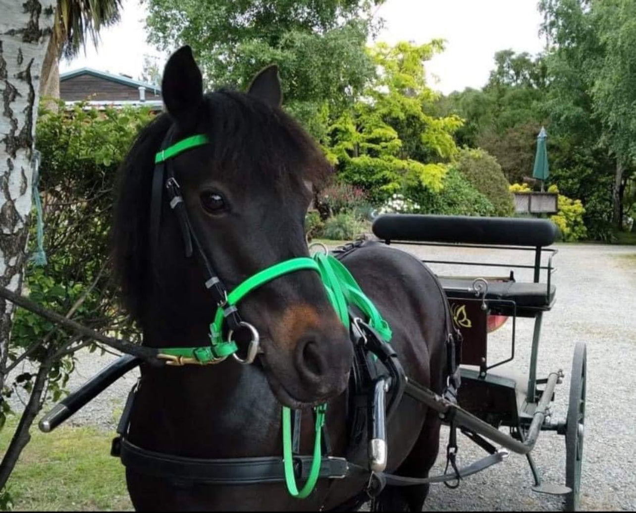 Driving Bridle - Design your own
