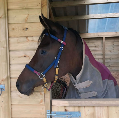 A horse outfitted with a customized blue LS BioThane®️ Deux 2 Part Bridle by LS Equestrian and a protective blanket stands inside a wooden stable, gazing out over the stall door. The stable walls, handcrafted in New Zealand from light-colored wood, are softly illuminated by gentle light shining through an overhead panel.