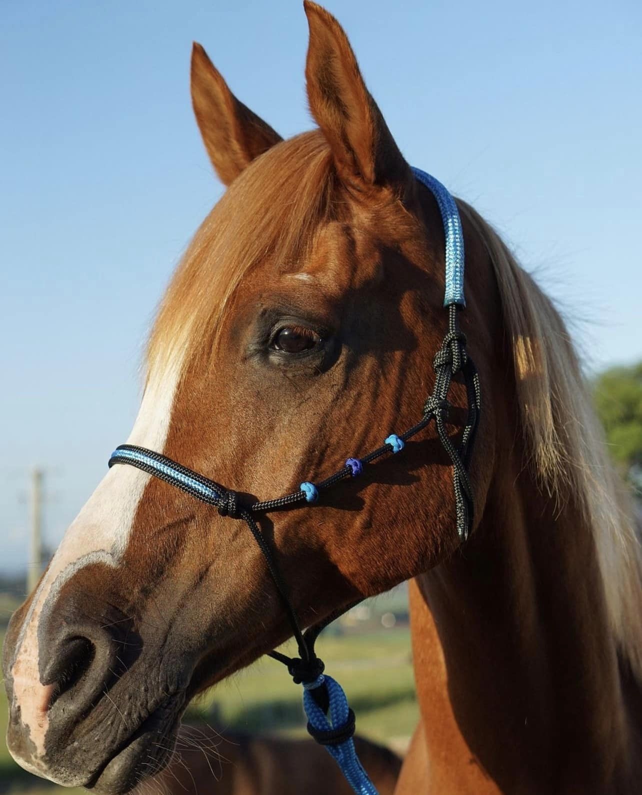Welcome to LS Equestrian - Bespoke BioThane® Tack – LS Equestrian NZ