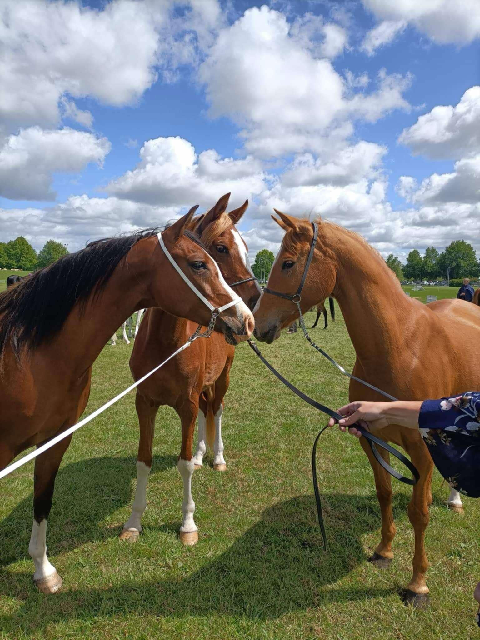 Inhand bridle, in hand bridle, Inhand show bridle, show bridle, biothane, biothane bridle, Arabian showing bridle, Arabian Inhand Bridle