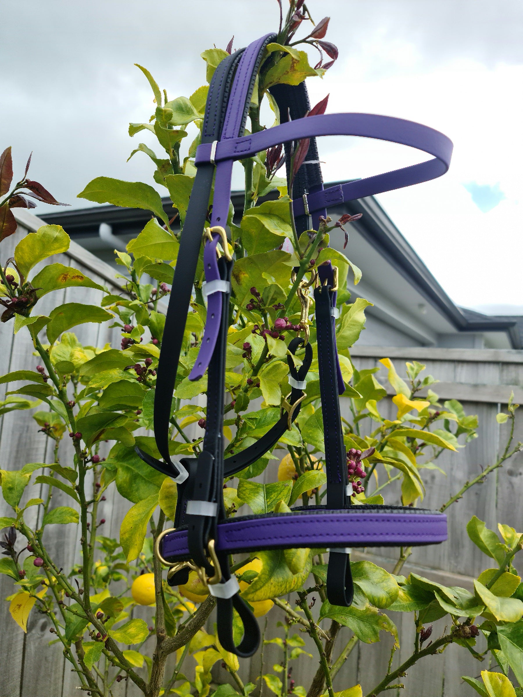 A purple and black LS Equestrian Simplicity Bridle - Black & Violet is hanging on a branch of a tree. The background shows a wooden fence, green leaves, and a cloudy sky.