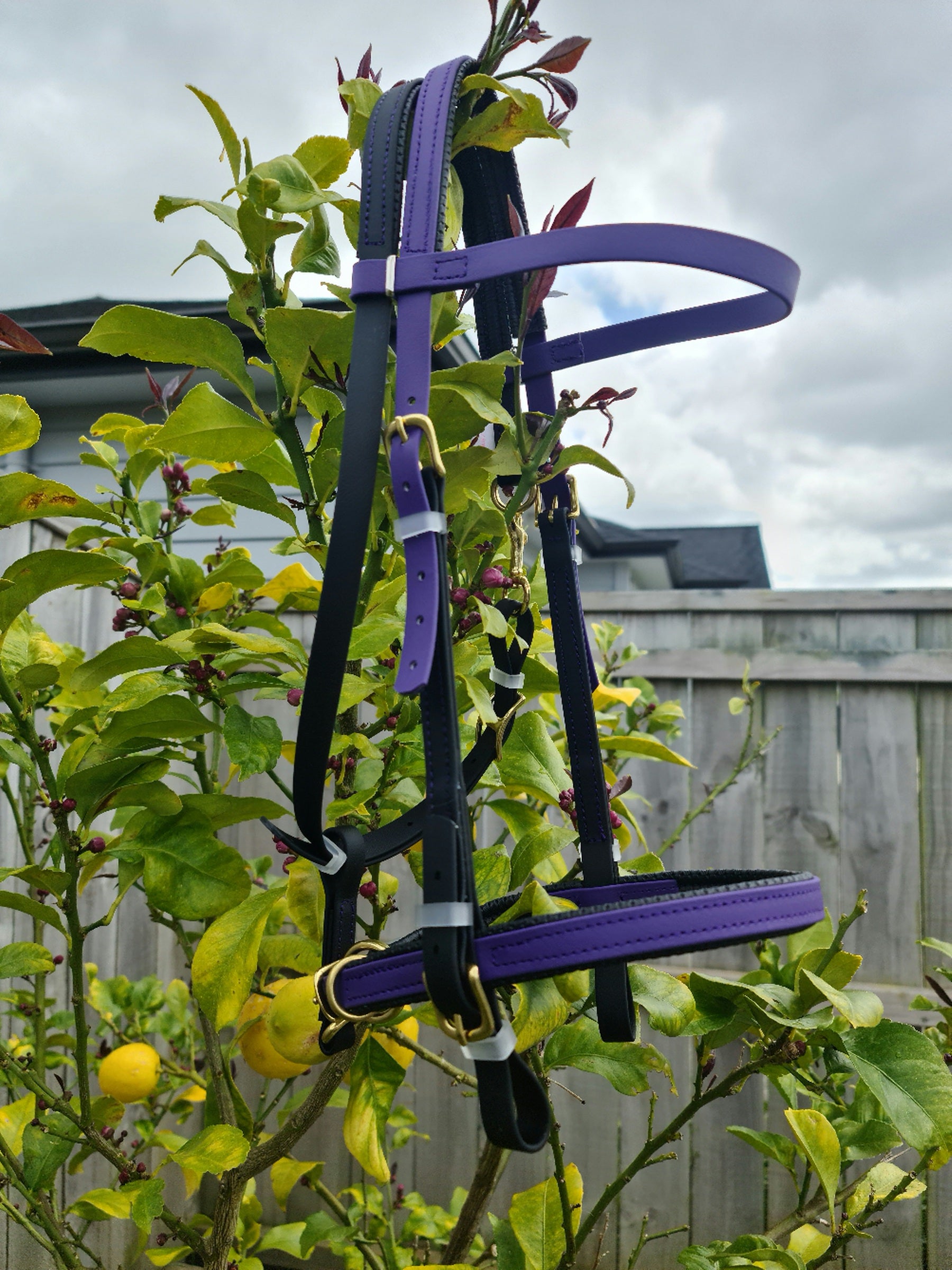 A Simplicity Bridle - Black & Violet by LS Equestrian is hanging on a lemon tree with a few visible lemons. The background shows a wooden fence and a cloudy sky.