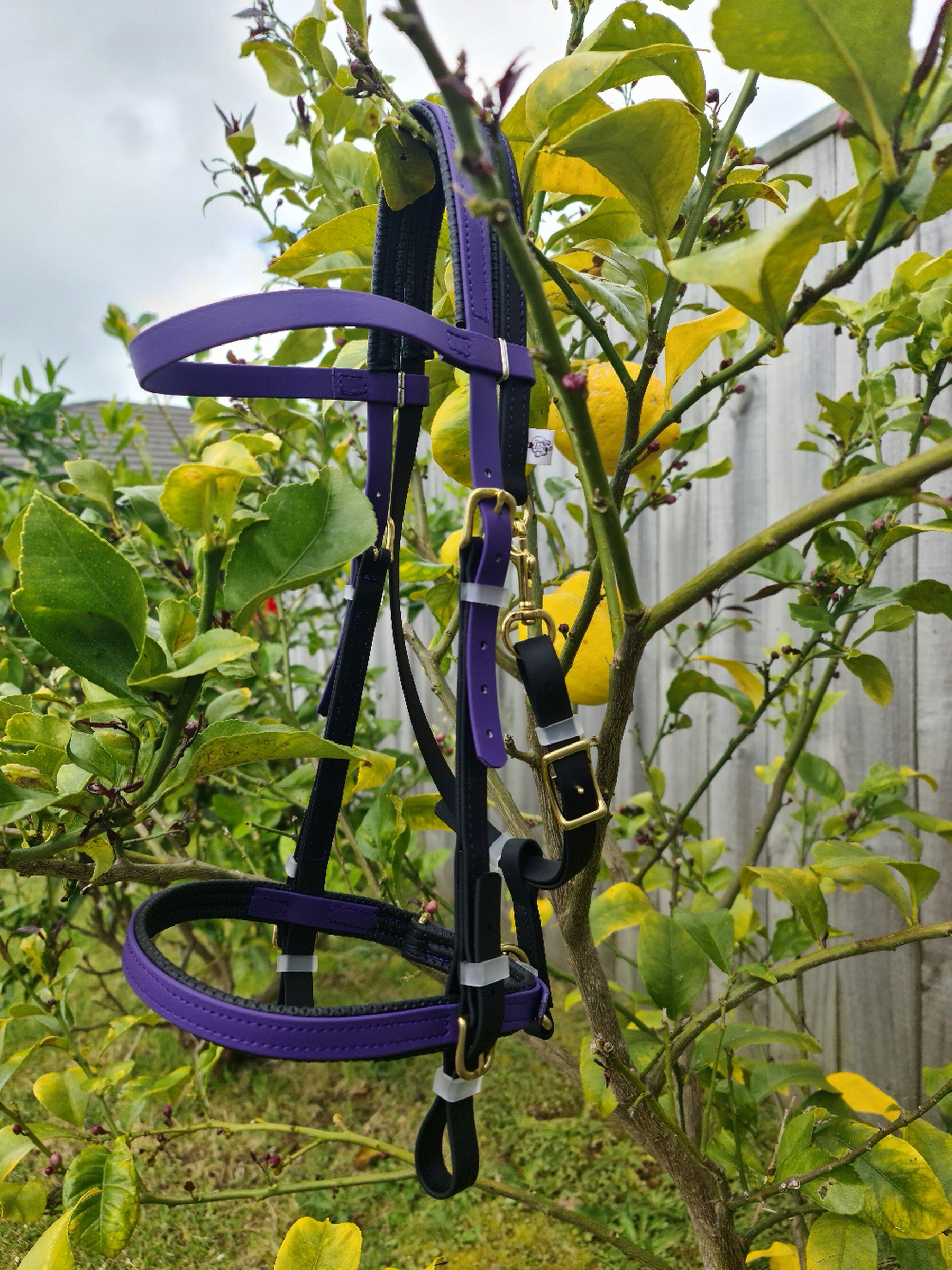 A Simplicity Bridle - Black & Violet from LS Equestrian with gold-colored buckles is hanging on the branches of a leafy lemon tree. The bright yellow lemons and green foliage provide a contrasting background to the equestrian equipment. A cloudy sky and a portion of a wooden fence are also visible.