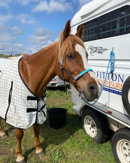 A chestnut horse with a white blaze on its face is standing next to a trailer. The horse is wearing a blue *Design Your Own - LS Halter* by *LS Equestrian*, checked blanket, and sidepull bitless bridle. The trailer behind it appears to have a logo and text on its side. The scene is set outdoors on a grassy area with a partly cloudy sky.