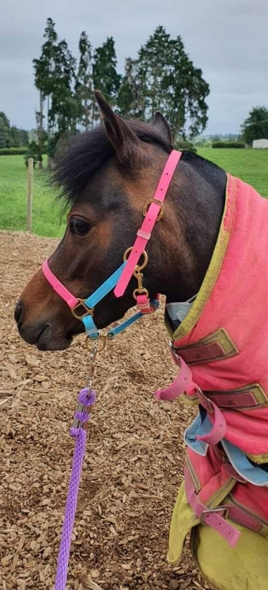 A small horse wearing a colorful LS Equestrian Design Your Own - LS Halter with pink and blue straps and a pink and yellow blanket stands on woodchip ground, secured with a purple lead rope, in an outdoor setting with green grass and trees in the background.
