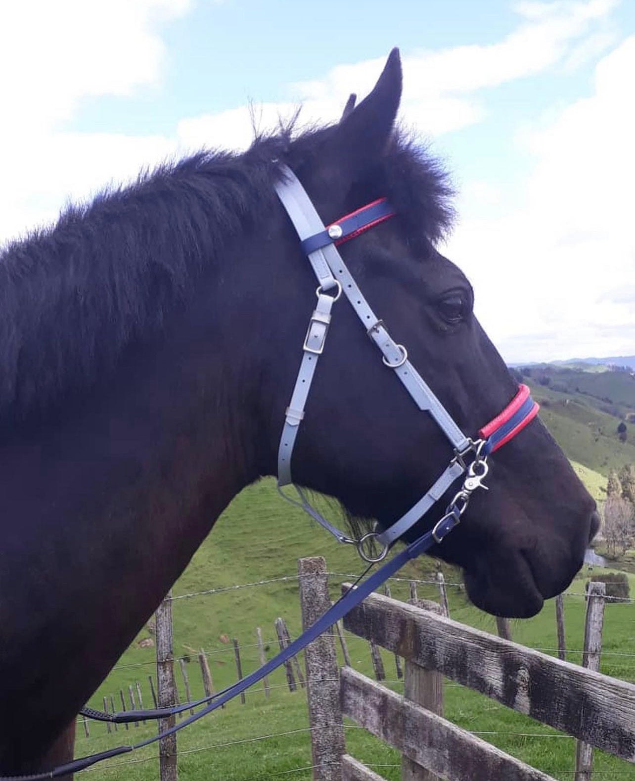 Side Pull Bitless Bridle - Design your Own – LS Equestrian NZ